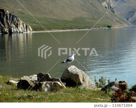 One large white seagull from Olkhon Island sits on the shore, on a rock. One large white seagull from Olkhon Island sits on the shore, on a rock. 133671004
