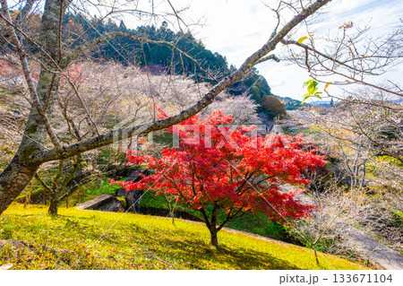 小原四季桜の里の紅葉と桜 133671104