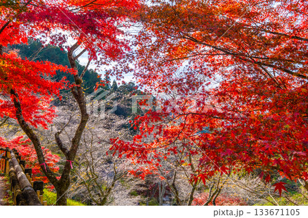 小原四季桜の里の紅葉と桜 133671105