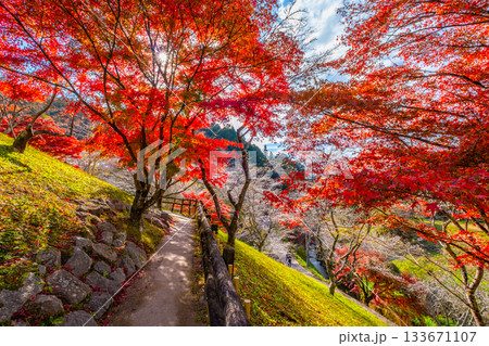 小原四季桜の里の紅葉と桜 133671107