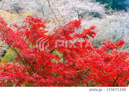 小原四季桜の里の紅葉と桜 133671108