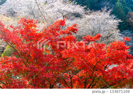 小原四季桜の里の紅葉と桜 小原四季桜の里の紅葉と桜 133671109