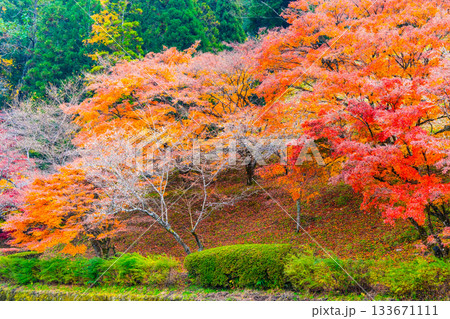 小原四季桜の里の紅葉 133671111