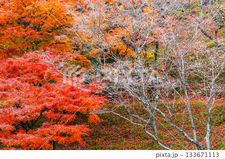 小原四季桜の里の紅葉と桜 小原四季桜の里の紅葉と桜 133671113