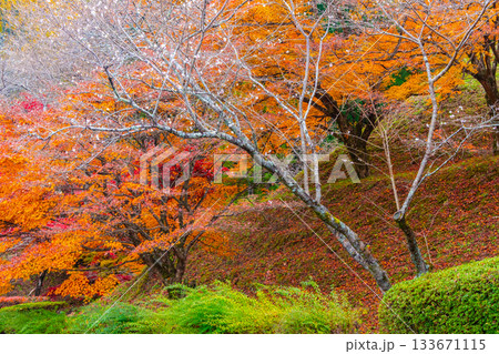 小原四季桜の里の紅葉 133671115