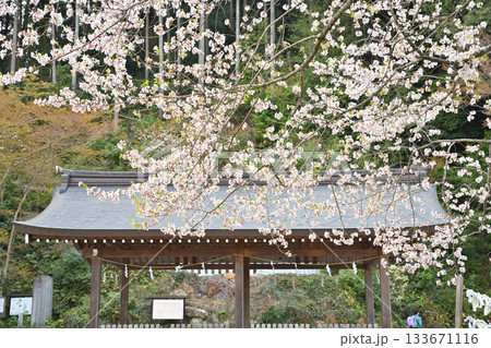 高麗神社　境内　満開の桜　埼玉県日高市 133671116