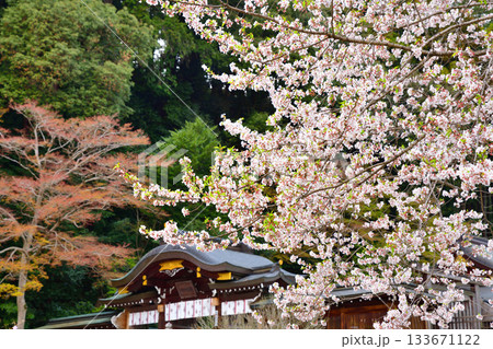 高麗神社　境内　満開の桜　埼玉県日高市 133671122