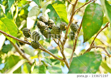 ハンノキの実（秋、十一月） 133671197