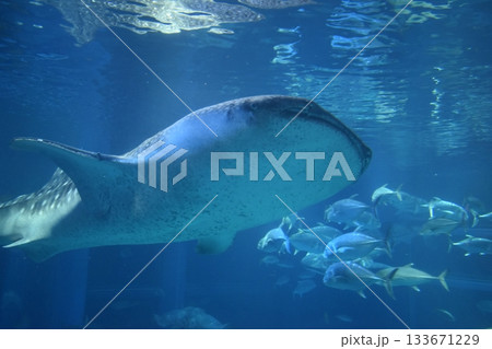 大阪 海遊館 水族館 ジンベイザメ 大阪 海遊館 水族館 ジンベイザメ 133671229