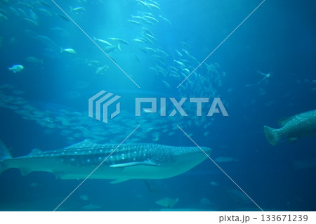 大阪 海遊館 水族館 ジンベイザメ 大阪 海遊館 水族館 ジンベイザメ 133671239