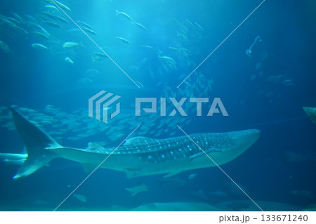 大阪　海遊館　水族館　ジンベイザメ 133671240