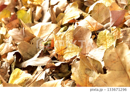 冬イメージ(落葉：winter image/fallen leaves) 133671296