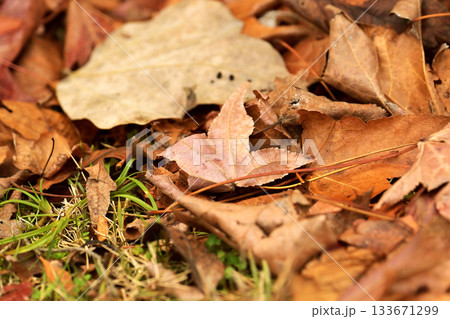 冬イメージ(落葉：winter image/fallen leaves) 133671299