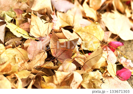 冬イメージ(落葉:winter image/fallen leaves) 冬イメージ(落葉:winter image/fallen leaves) 133671303