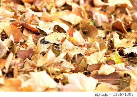 冬イメージ(落葉:winter image/fallen leaves) 冬イメージ(落葉:winter image/fallen leaves) 133671305