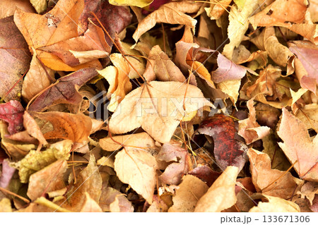 冬イメージ(落葉:winter image/fallen leaves) 冬イメージ(落葉:winter image/fallen leaves) 133671306