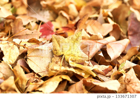 冬イメージ(落葉：winter image/fallen leaves) 133671307