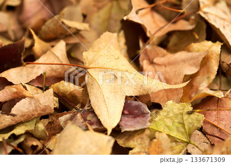 冬イメージ(落葉:winter image/fallen leaves) 冬イメージ(落葉:winter image/fallen leaves) 133671309