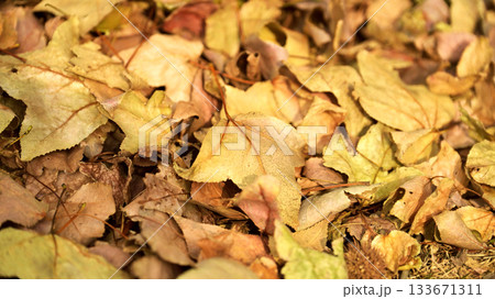 冬イメージ(落葉：winter image/fallen leaves) 133671311