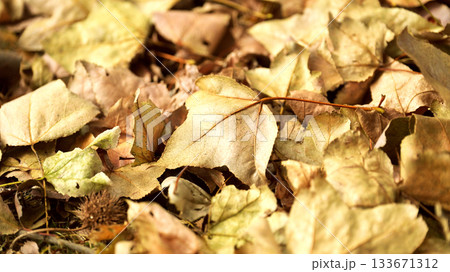 冬イメージ(落葉：winter image/fallen leaves) 133671312