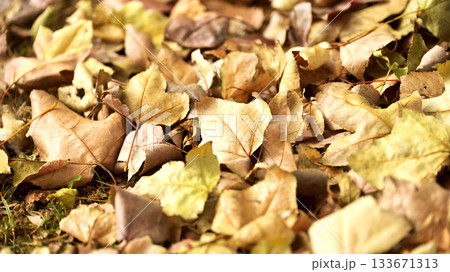 冬イメージ(落葉:winter image/fallen leaves) 冬イメージ(落葉:winter image/fallen leaves) 133671313