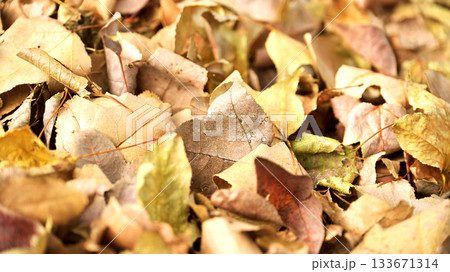 冬イメージ(落葉：winter image/fallen leaves) 133671314