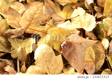 冬イメージ(落葉：winter image/fallen leaves) 133671317