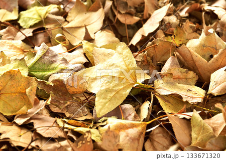 冬イメージ(落葉：winter image/fallen leaves) 133671320