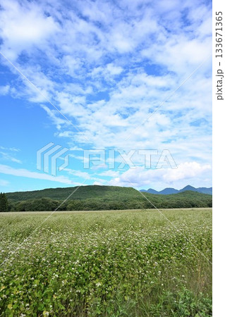 猿楽台地に広がるそば畑の風景（福島県下郷町） 133671365