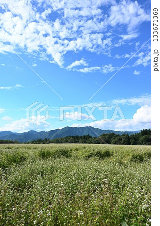 猿楽台地に広がるそば畑の風景（福島県下郷町） 133671369