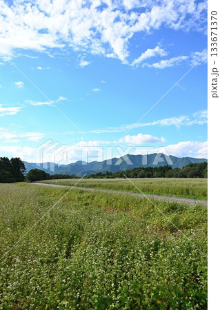 猿楽台地に広がるそば畑の風景(福島県下郷町) 猿楽台地に広がるそば畑の風景(福島県下郷町) 133671370