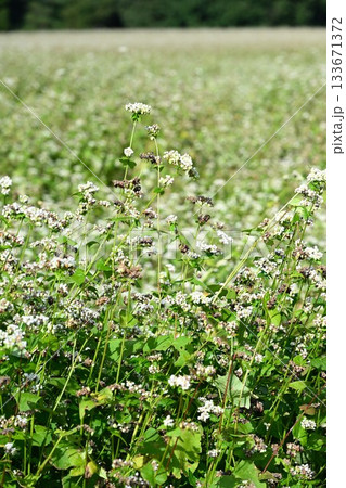 猿楽台地に広がるそば畑の風景（福島県下郷町） 133671372