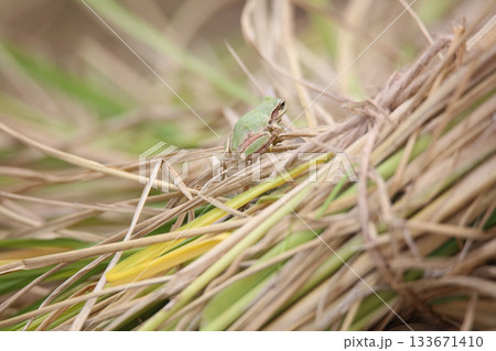 田んぼに棲むカエル 133671410