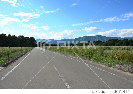 猿楽台地のそば畑と一直線の道路（福島県） 133671414