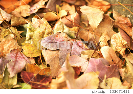 冬イメージ(落葉：winter image/fallen leaves) 133671431