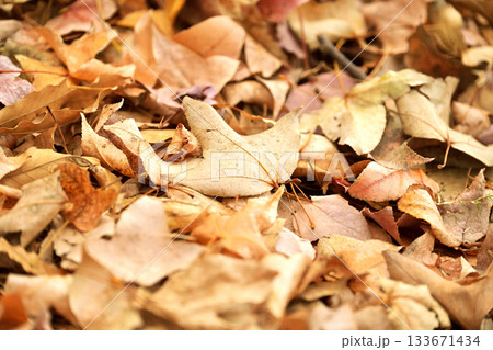 冬イメージ(落葉：winter image/fallen leaves) 133671434