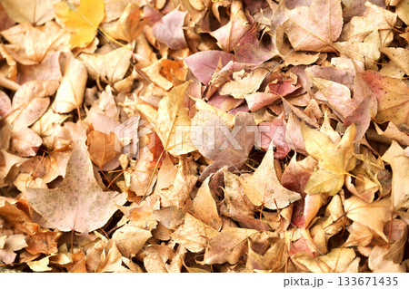 冬イメージ(落葉：winter image/fallen leaves) 133671435