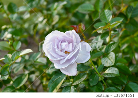 バラ「ブルー・バユー」 Rose "Blue Bajou"	 133671551