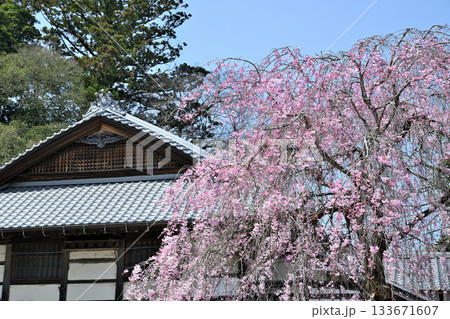 しだれ桜　浄蓮寺　境内　東秩父村 133671607