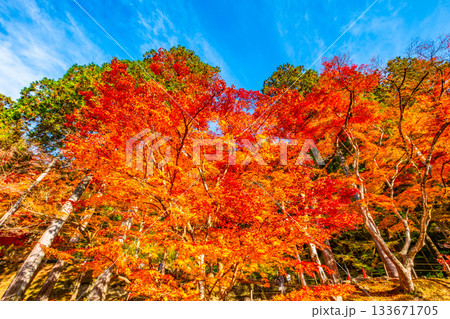 香嵐渓の紅葉 133671705