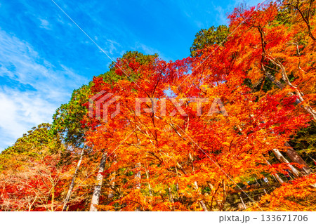 香嵐渓の紅葉 133671706