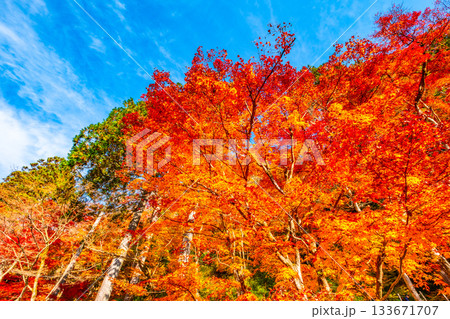 香嵐渓の紅葉 133671707