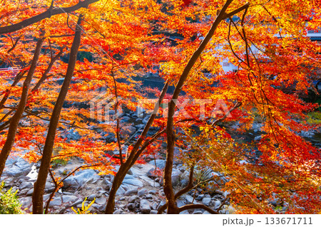 香嵐渓の紅葉 133671711