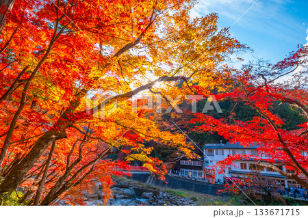 香嵐渓の紅葉 香嵐渓の紅葉 133671715