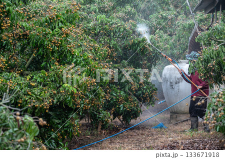 Asian farmer spraying liquid fertilizer to longan tree. These fertilizers are able to provide plants with the food that they need to survive via a couple of different delivery methods. Asian farmer spraying liquid fertilizer to longan tree. These fertilizers are able to provide plants with the food that they need to survive via a couple of different delivery methods. 133671918