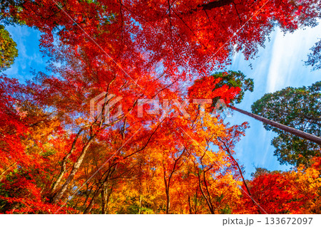 香嵐渓の紅葉 133672097