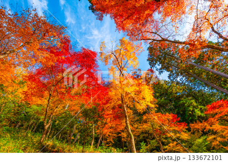 香嵐渓の紅葉 香嵐渓の紅葉 133672101
