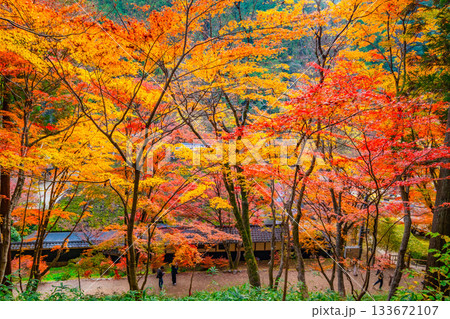 香嵐渓の紅葉 香嵐渓の紅葉 133672107