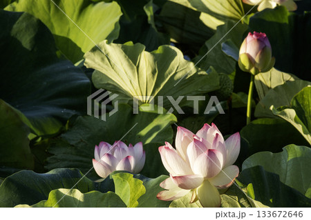 朝日を浴びる蓮の花風景 133672646