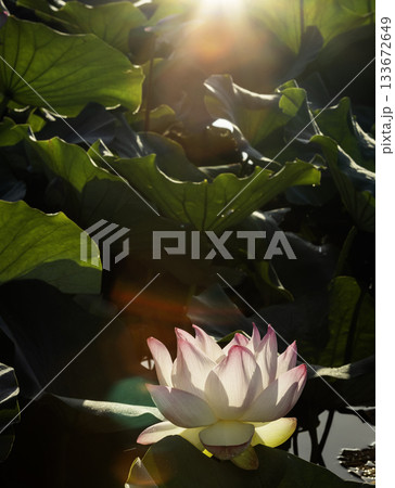 朝日を浴びる蓮の花風景-4 朝日を浴びる蓮の花風景-4 133672649
